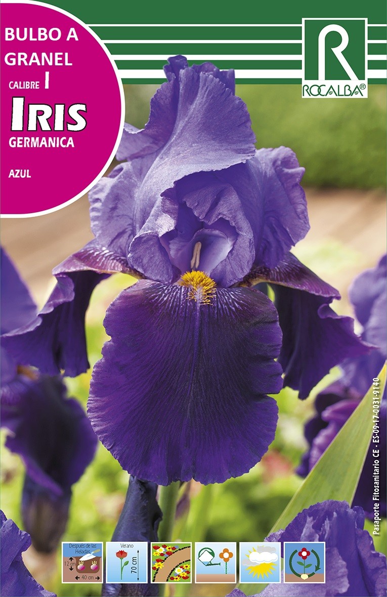 Iris Germanica Azul Oscuro - Mascarell Semillas