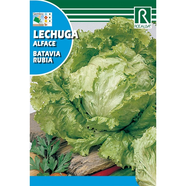 LECHUGA BATAVIA RUBIA SEMILLA