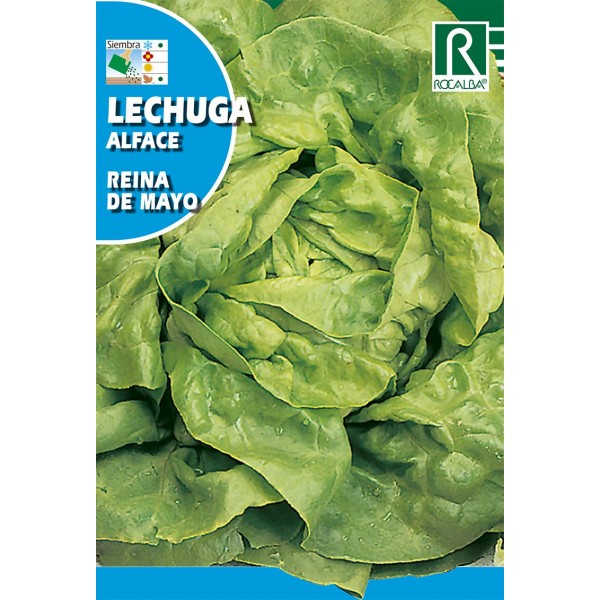 LECHUGA REINA DE MAYO SEMILLA