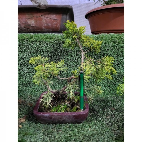 Juniperus chinensis tiesto rectangular vino